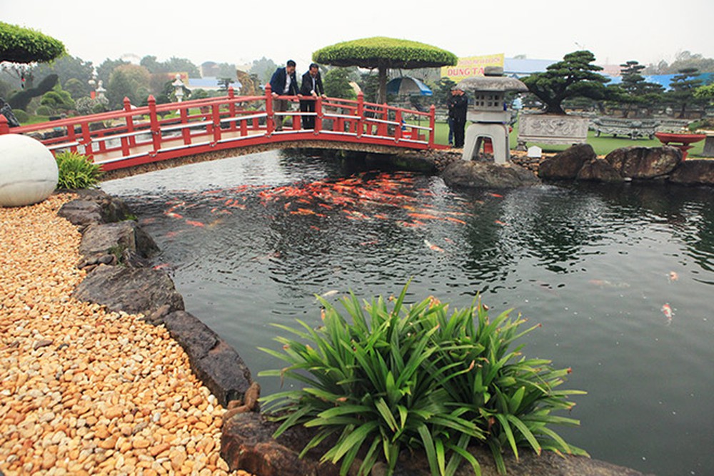 1551759825ho-ca-koi-phong-cach-nhat-ban.jpg