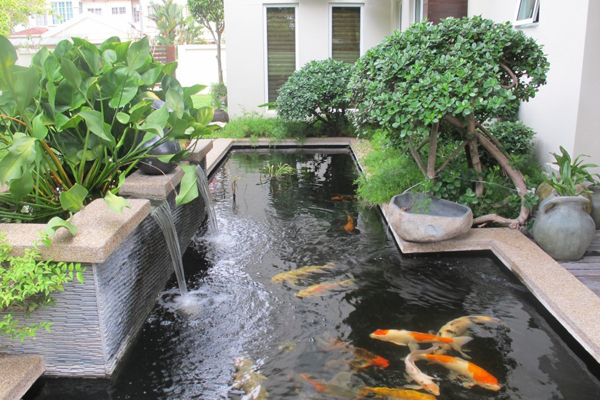 1555558324mau-ho-ca-koi-biet-thu.jpg