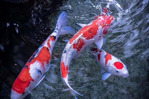 1559011407nguon-goc-va-y-nghia-cua-ca-koi.jpg