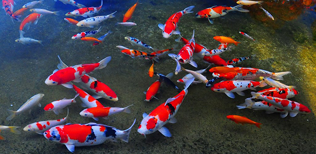 Ý nghĩa của cá Koi