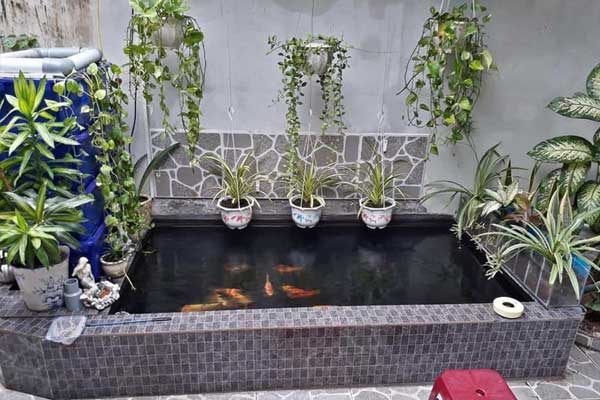 hồ cá koi được Trung Đức cải tạo