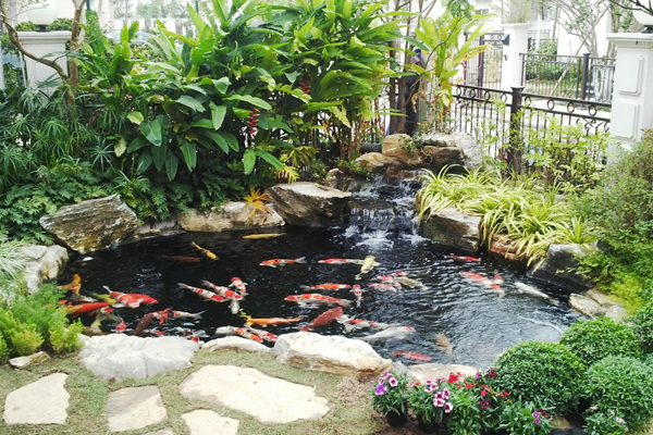 Mẫu hồ cá koi biệt thự dành cho góc sân vườn 