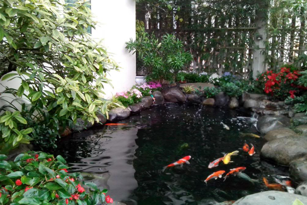 Mẫu hồ cá koi biệt thự sân vườn