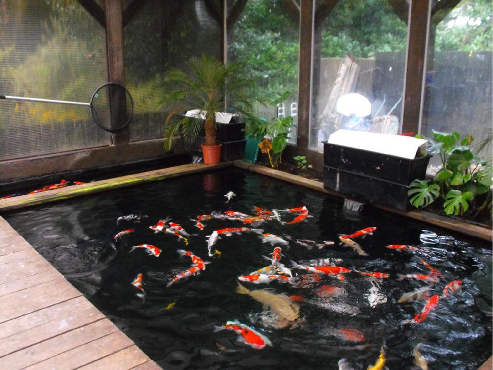 hồ cá koi trong nhà của chị oanh